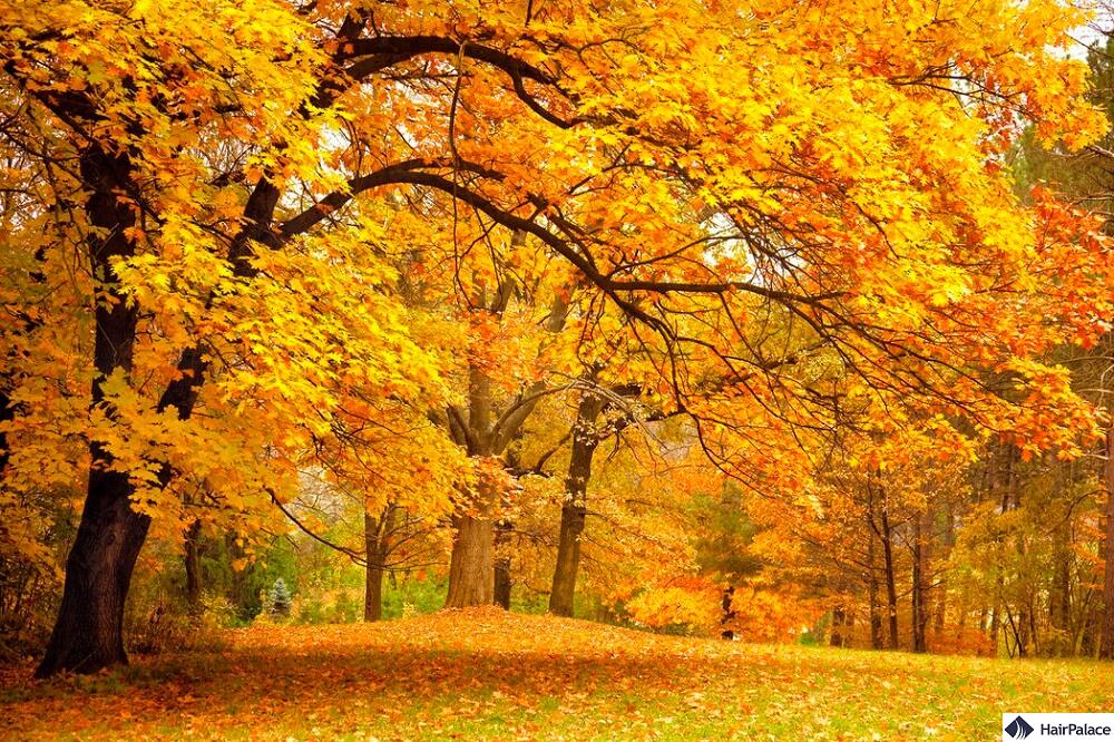 seasonal hair loss explained